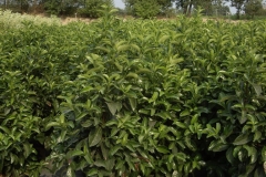 Viburnum lucidum 